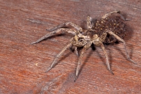 La Lycose tarentuline ou Tarentule radie ou Fausse tarentule ou encore Hogna raye. Une femelle et sa progniture (Araneae - Lycosidae - Hogna radiata)